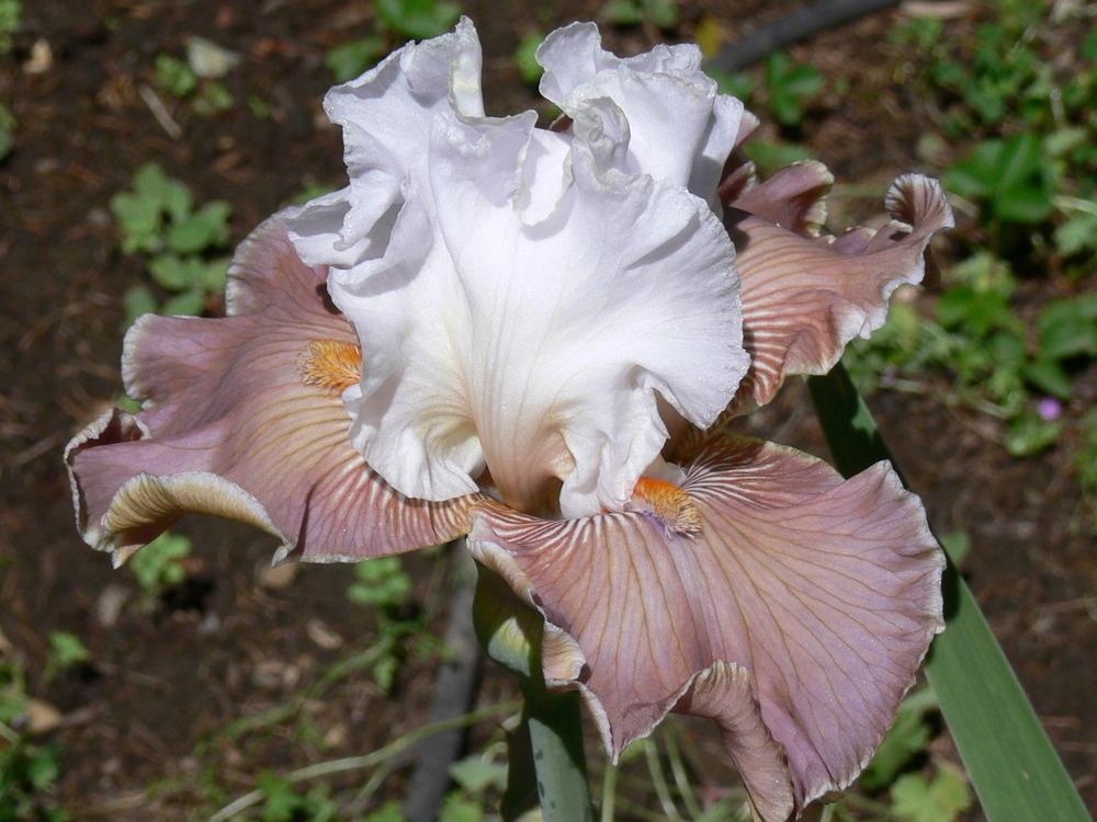 Photo of Tall Bearded Iris (Iris 'Coffee Whispers') uploaded by janwax