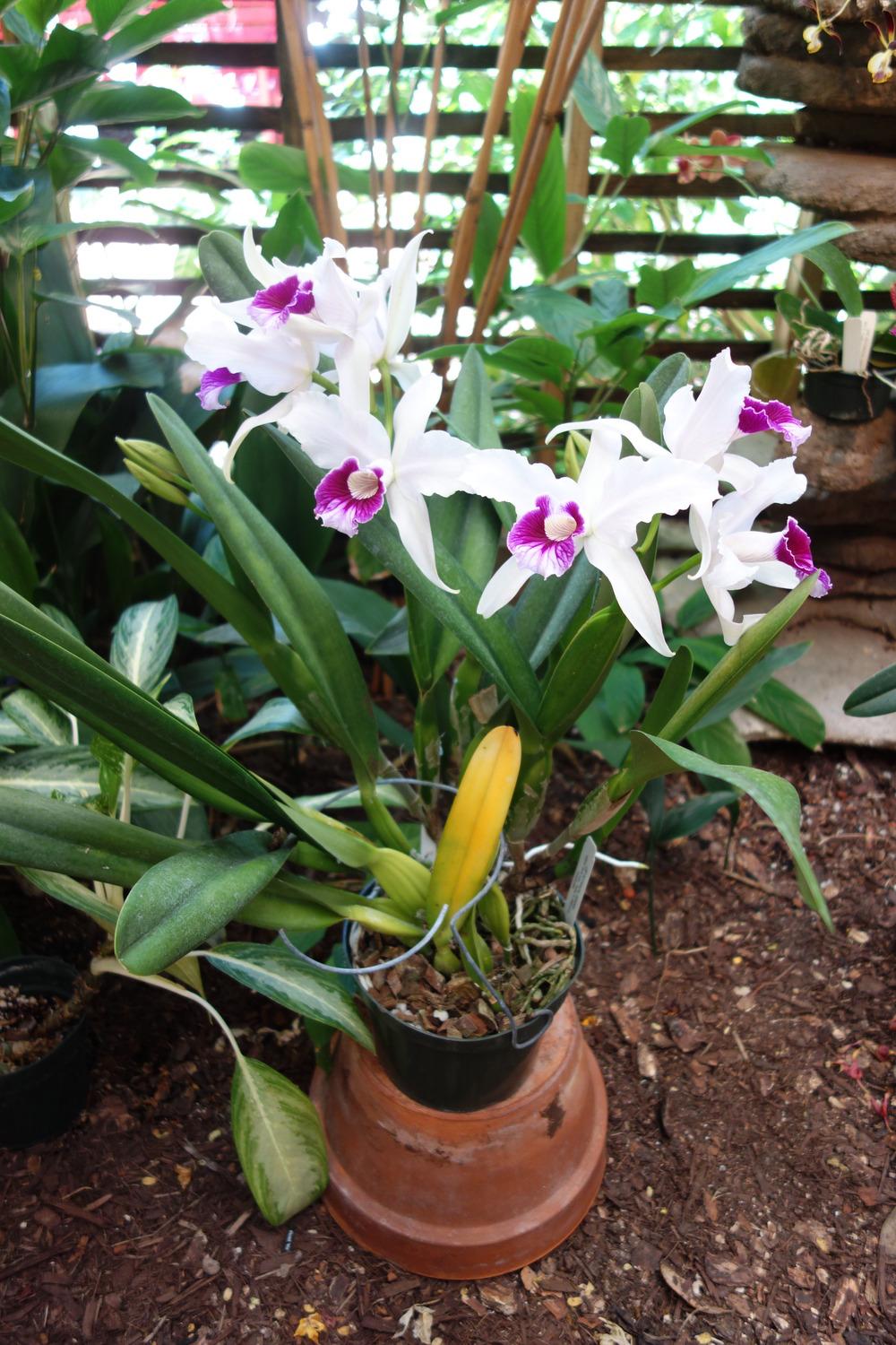 Photo of Orchid (Cattleya purpurata) uploaded by mellielong