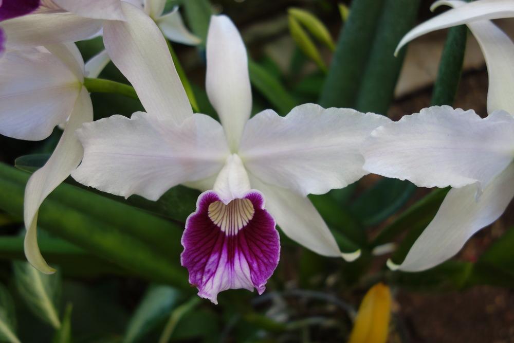 Photo of Orchid (Cattleya purpurata) uploaded by mellielong