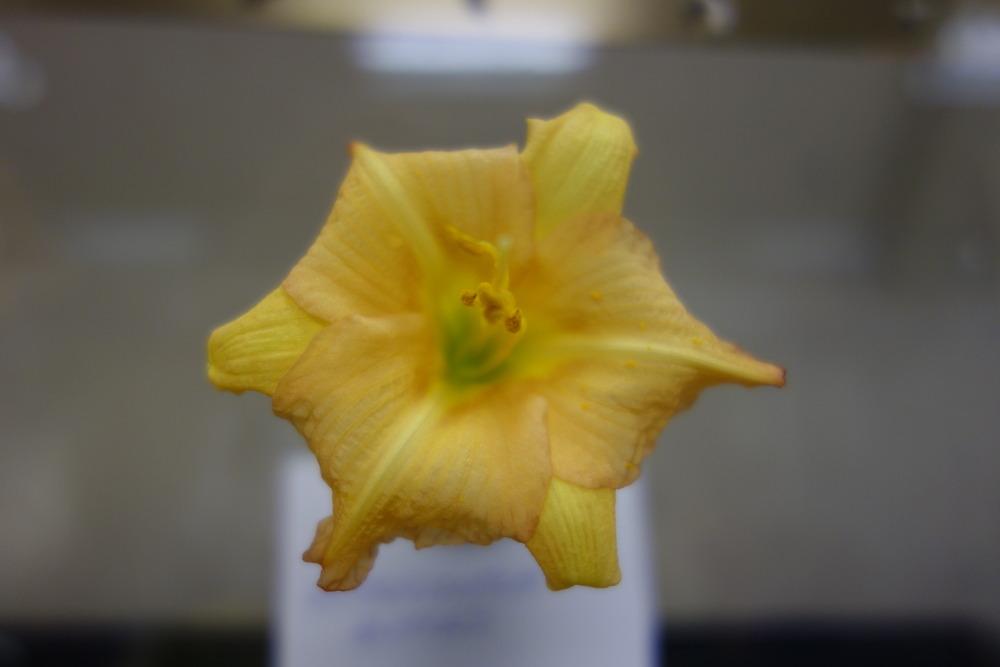 Photo of Daylily (Hemerocallis 'Butterscotch Ruffles') uploaded by mellielong