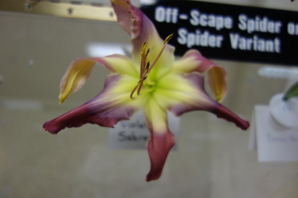 Photo of Daylily (Hemerocallis 'Violet Sabrewing') uploaded by mellielong