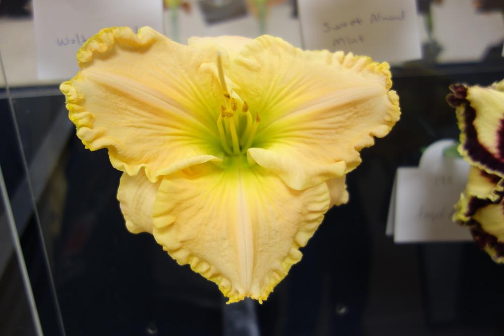 Photo of Daylily (Hemerocallis 'The Anointed One') uploaded by mellielong