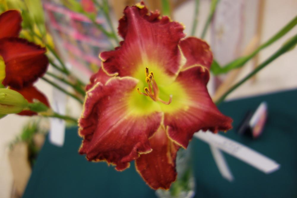 Photo of Daylily (Hemerocallis 'Cimarron Rose') uploaded by mellielong