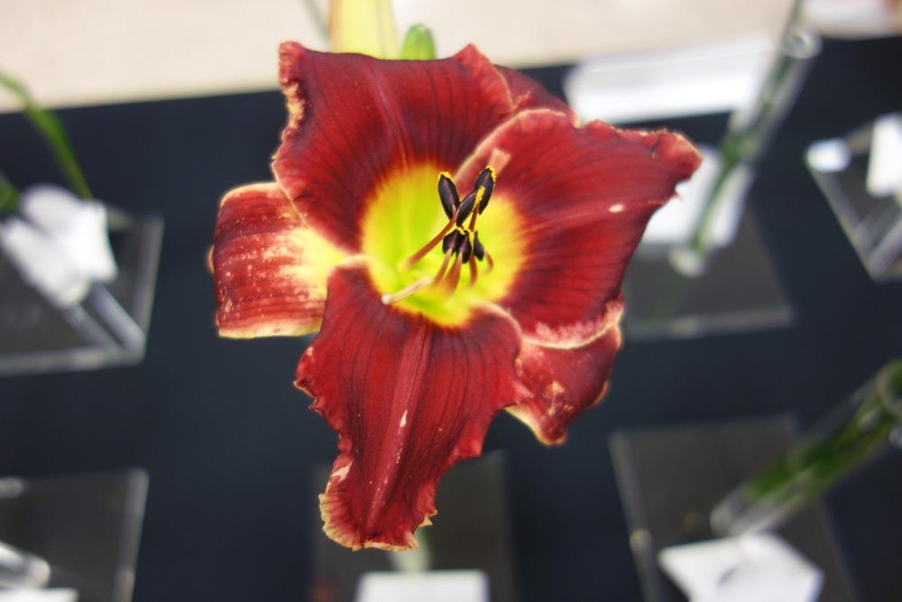 Photo of Daylily (Hemerocallis 'Roses in Snow') uploaded by mellielong