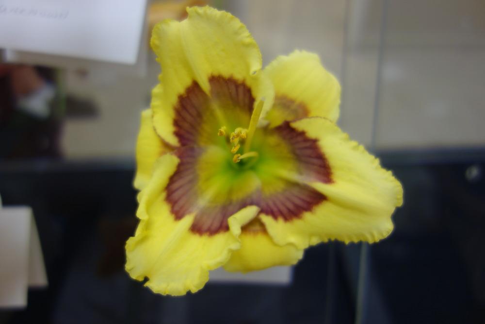 Photo of Daylily (Hemerocallis 'Optical Art') uploaded by mellielong