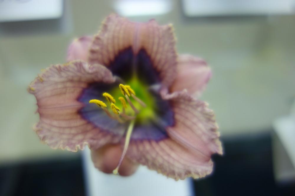 Photo of Daylily (Hemerocallis 'Blue Flirt') uploaded by mellielong