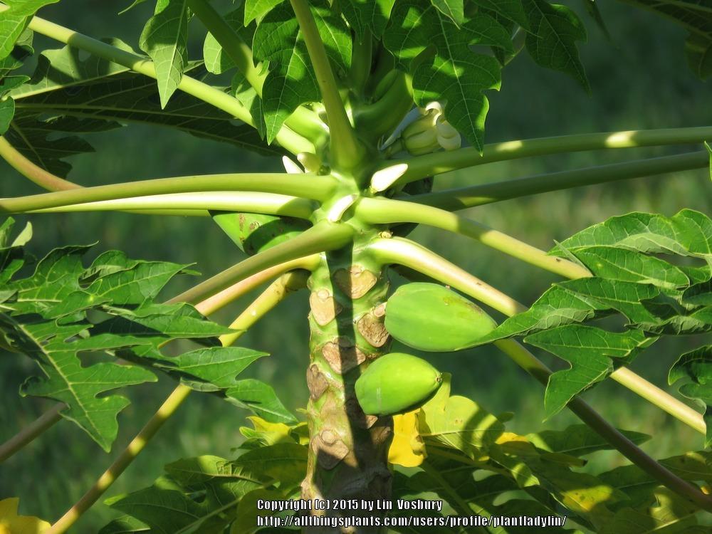 Photo of Papaya (Carica papaya) uploaded by plantladylin