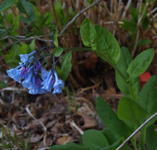 Photo of Virginia Bluebells (Mertensia virginica) uploaded by plantrob