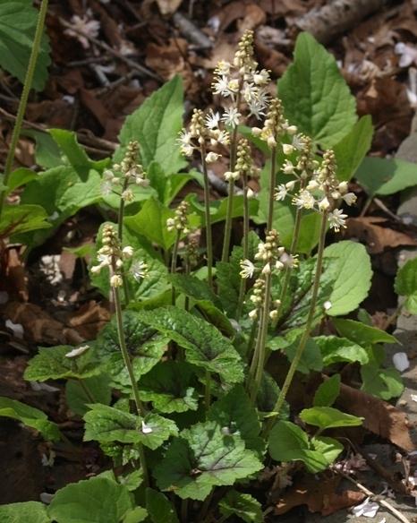 Photo of Foamflower (Tiarella cordifolia 'Brandywine') uploaded by plantrob