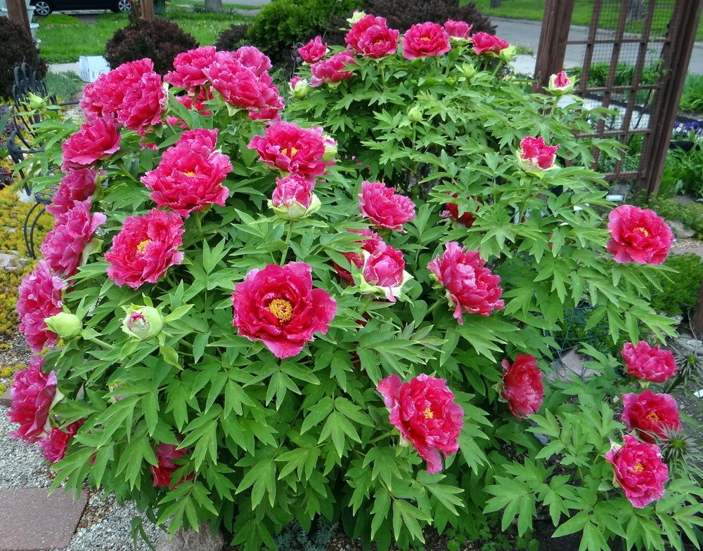 Photo of Peonies (Paeonia) uploaded by stilldew