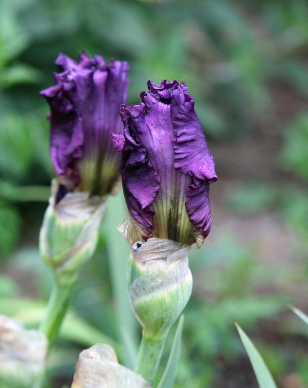 Photo of Tall Bearded Iris (Iris 'Fashionably Late') uploaded by Calif_Sue