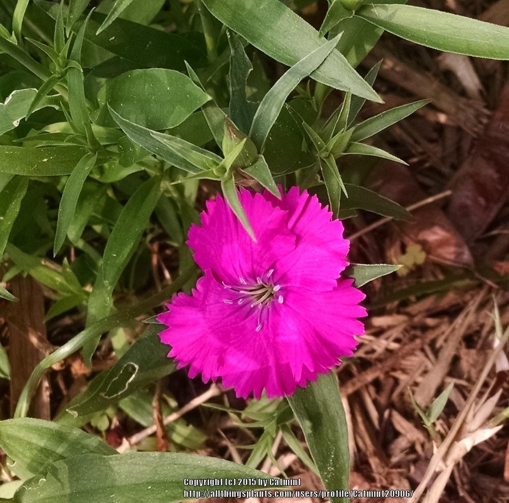 Photo of Dianthus Ideal Select™ Mixture uploaded by Catmint20906