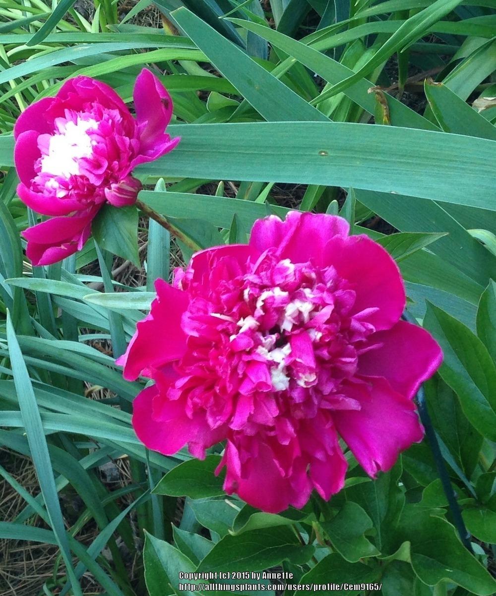 Photo of Peonies (Paeonia) uploaded by Cem9165