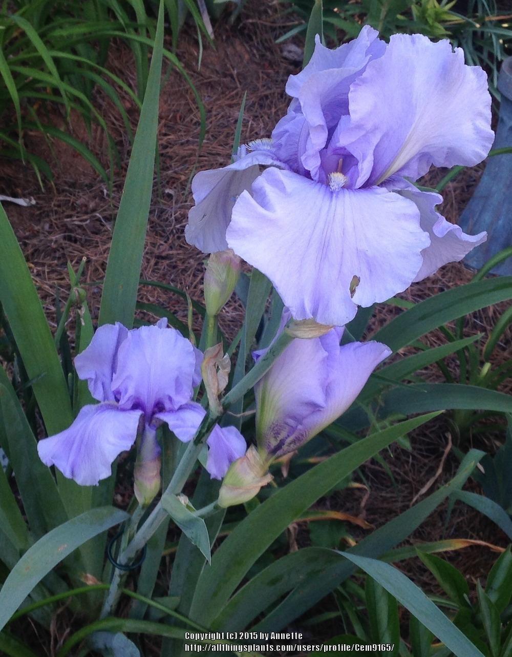 Photo of Irises (Iris) uploaded by Cem9165