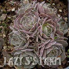 Photo of Hen and Chicks (Sempervivum 'Pink Charm') uploaded by Joy
