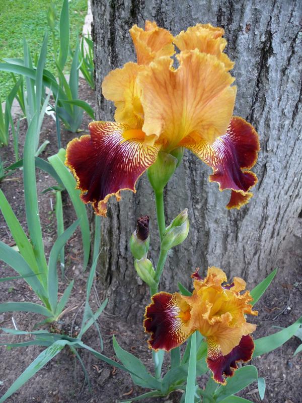 Photo of Tall Bearded Iris (Iris 'Michigan Pride') uploaded by Lestv