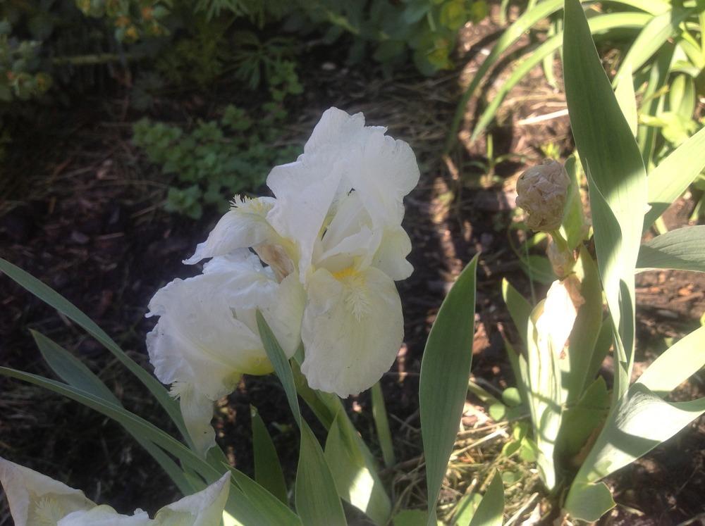 Photo of Miniature Dwarf Bearded Iris (Iris 'Invisible Ink') uploaded by Lilydaydreamer
