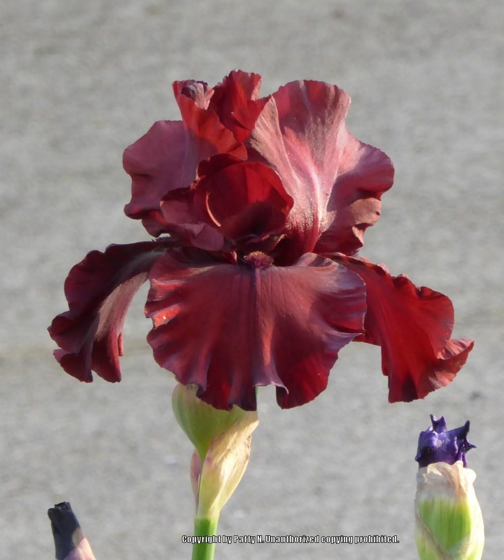 Photo of Tall Bearded Iris (Iris 'Red Dirt Road') uploaded by Patty