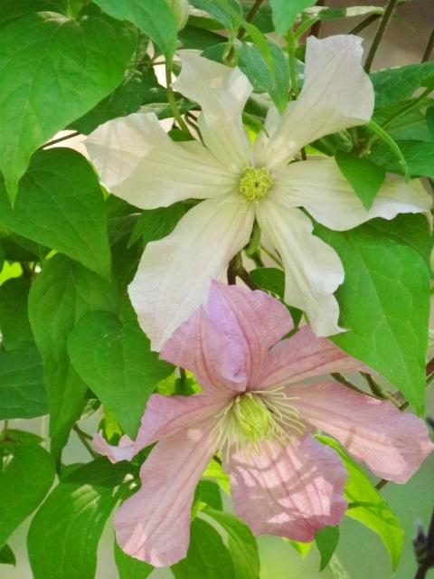 Photo of Clematis 'Comtesse de Bouchaud' uploaded by Sheridragonfly