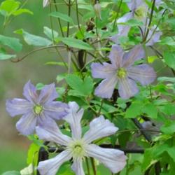 Location: southeast alabama
Date: 2015-05-03
Prince Charles never a let down, a beautiful clematis!