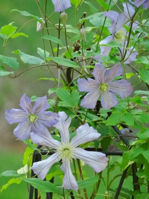 Photo of Clematis 'Prince Charles' uploaded by Sheridragonfly