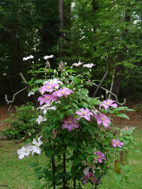 Photo of Clematis 'Comtesse de Bouchaud' uploaded by Sheridragonfly