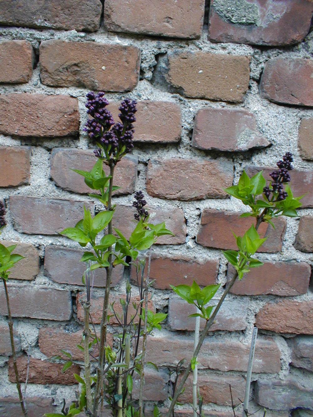 Photo of Common Lilac (Syringa vulgaris 'Sensation') uploaded by admin