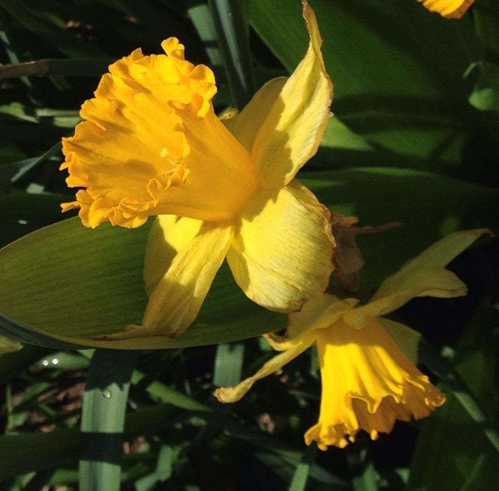 Photo of Large-cupped Daffodil (Narcissus 'Fortissimo') uploaded by bxncbx