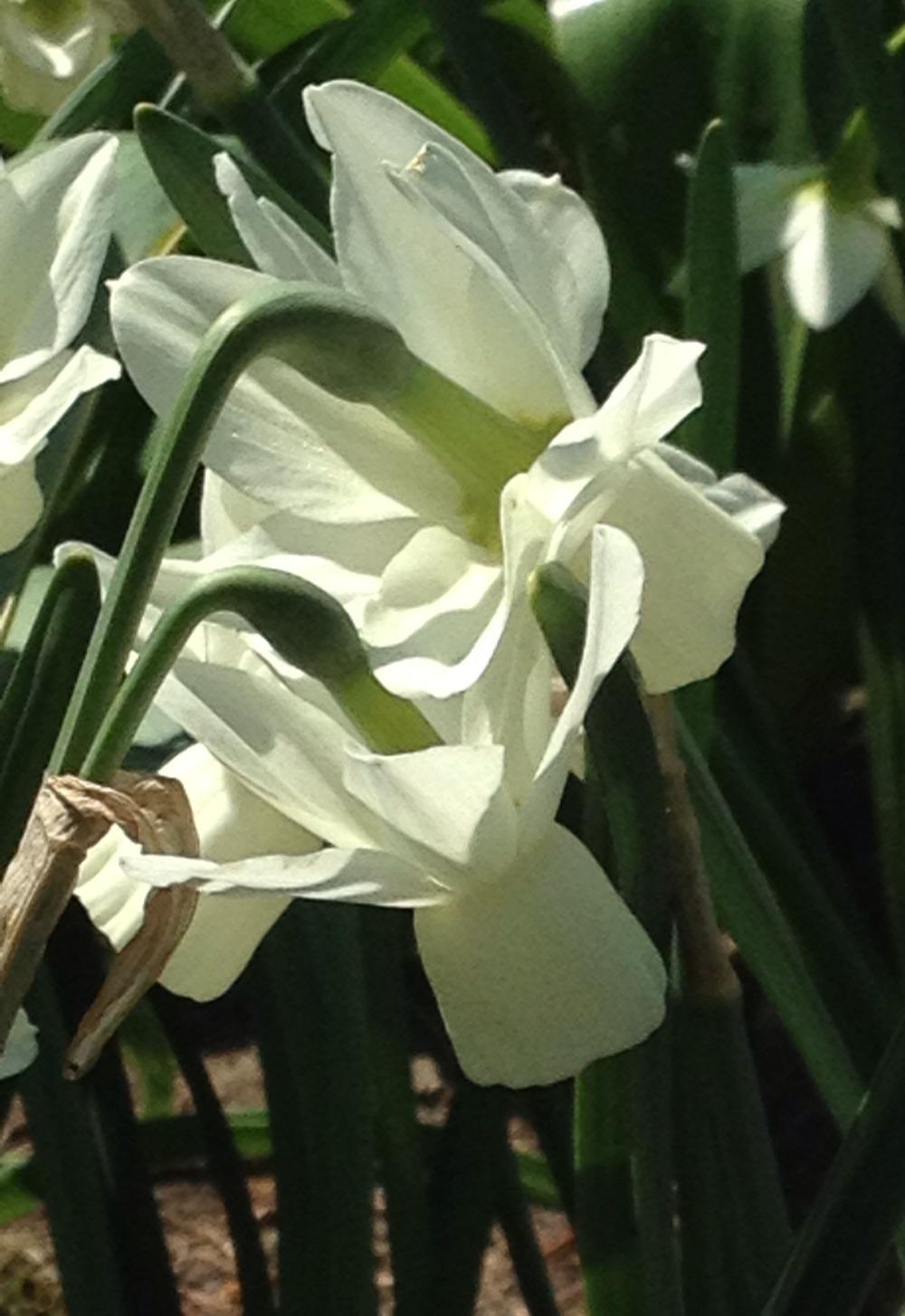 Photo of Triandrus Daffodil (Narcissus 'Ice Wings') uploaded by bxncbx