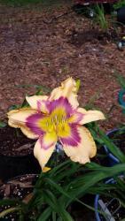 Thumb of 2015-05-03/gardenglory/779517