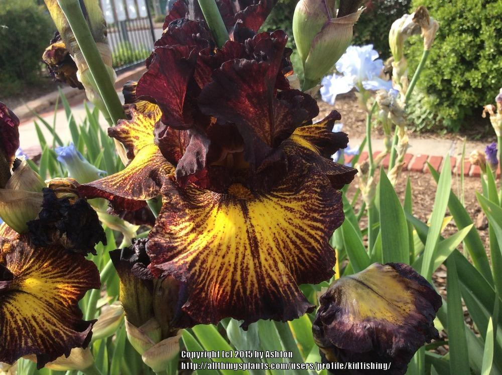 Photo of Tall Bearded Iris (Iris 'Tuscan Summer') uploaded by kidfishing