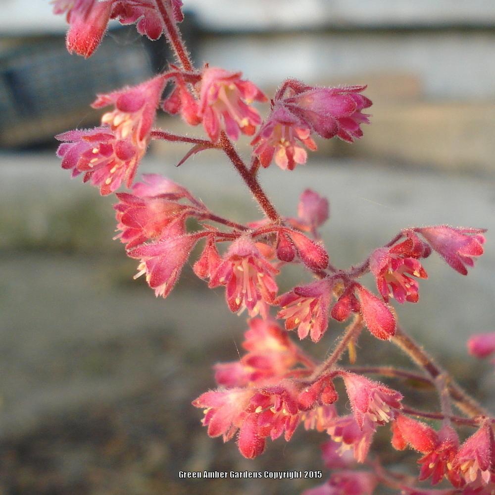 Photo of Coral Bells (Heuchera 'Circus') uploaded by lovemyhouse