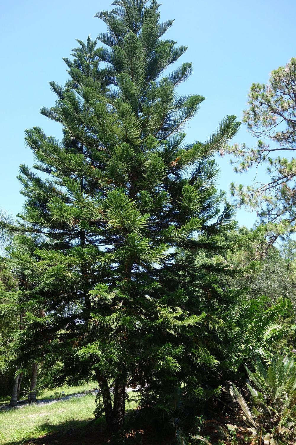 Photo of Norfolk Island Pine (Araucaria heterophylla) uploaded by mellielong