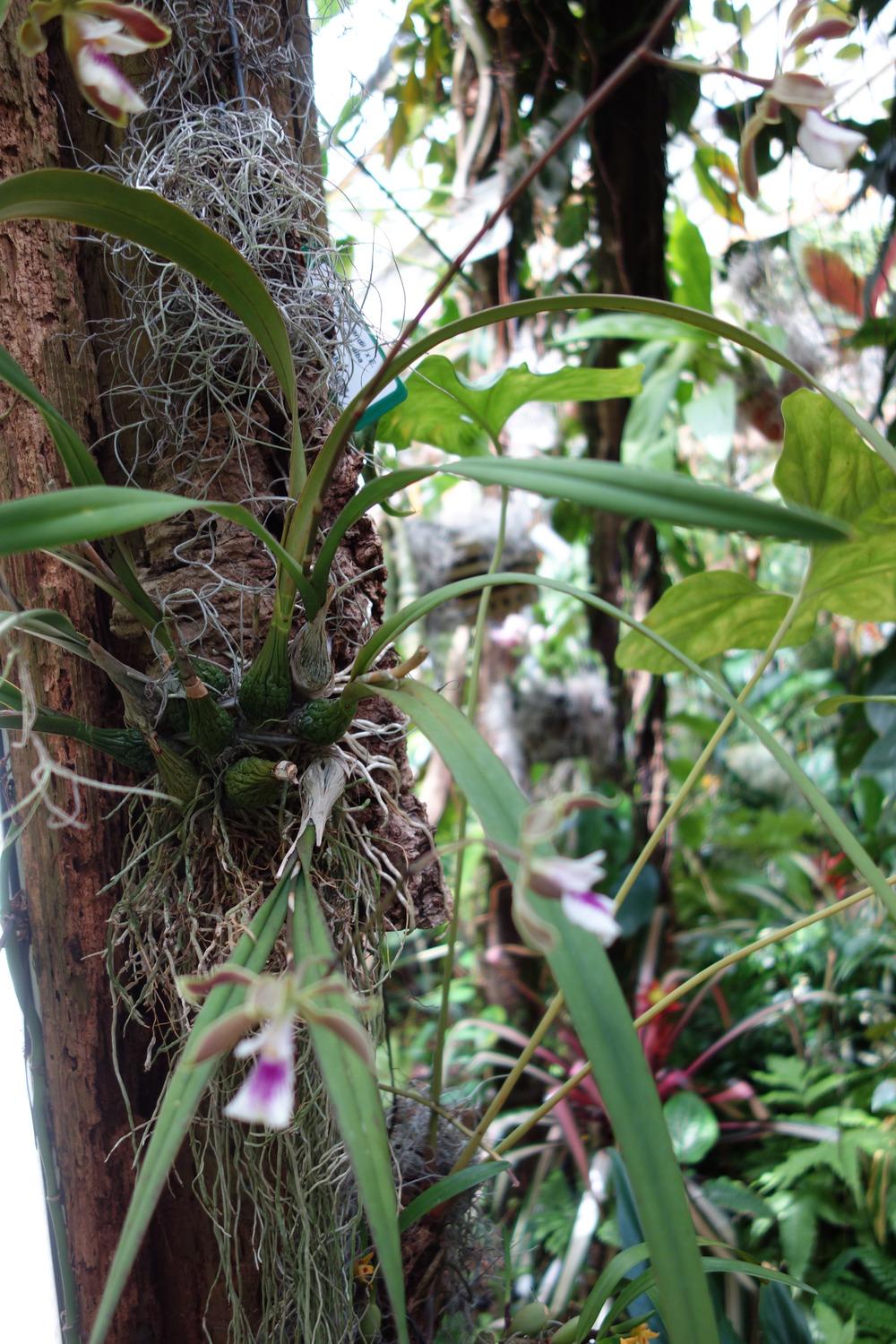 Photo of Orchid (Encyclia Tampa Grand) uploaded by mellielong