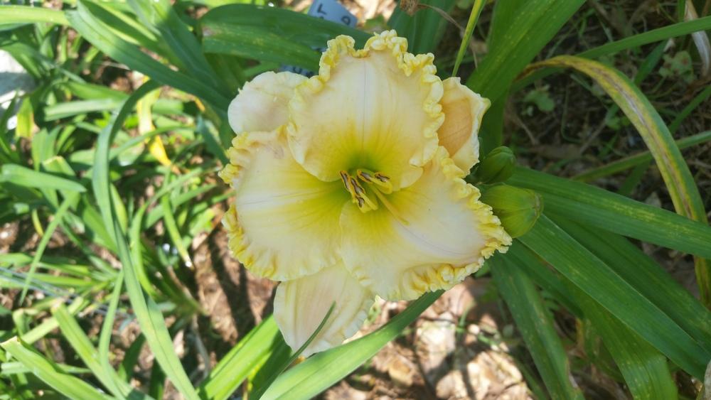 Photo of Daylily (Hemerocallis 'Spacecoast Passion Released') uploaded by value4dollars