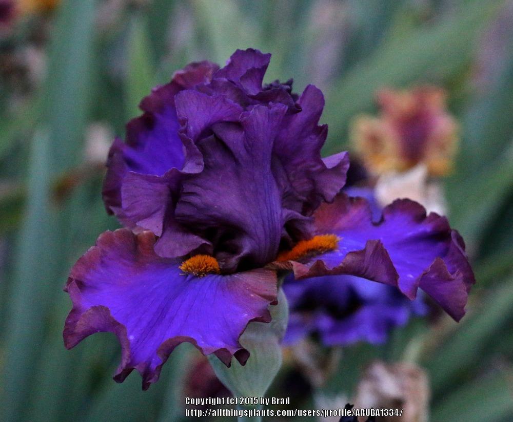 Photo of Tall Bearded Iris (Iris 'Natty Attire') uploaded by ARUBA1334