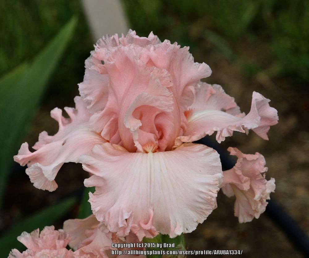 Photo of Tall Bearded Iris (Iris 'Bursting Bubbles') uploaded by ARUBA1334