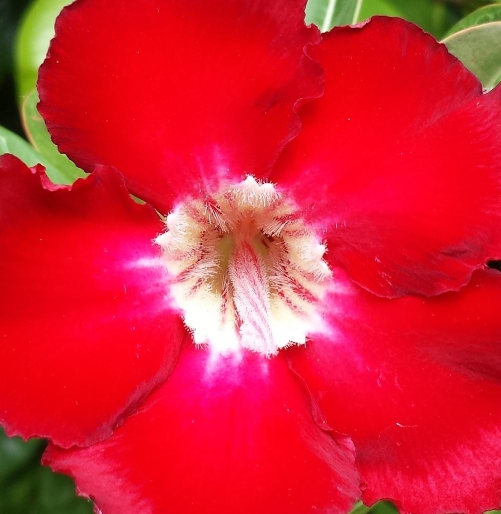 Photo of Desert Rose (Adenium obesum) uploaded by BabyK