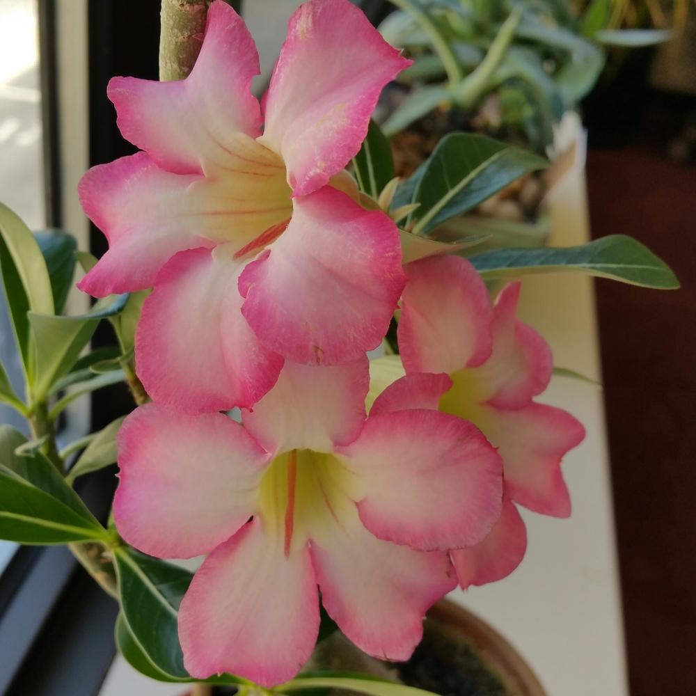 Photo of Desert Rose (Adenium obesum) uploaded by Gerris2