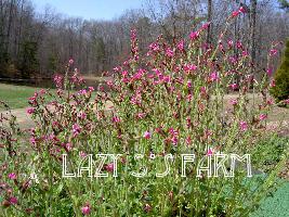 Photo of English Maiden (Silene dioica) uploaded by Joy