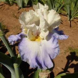 Location: Catheys Valley CA
Date: 05-03-2015
Photo courtesy of Superstition Iris Gardens, posted with permissi
