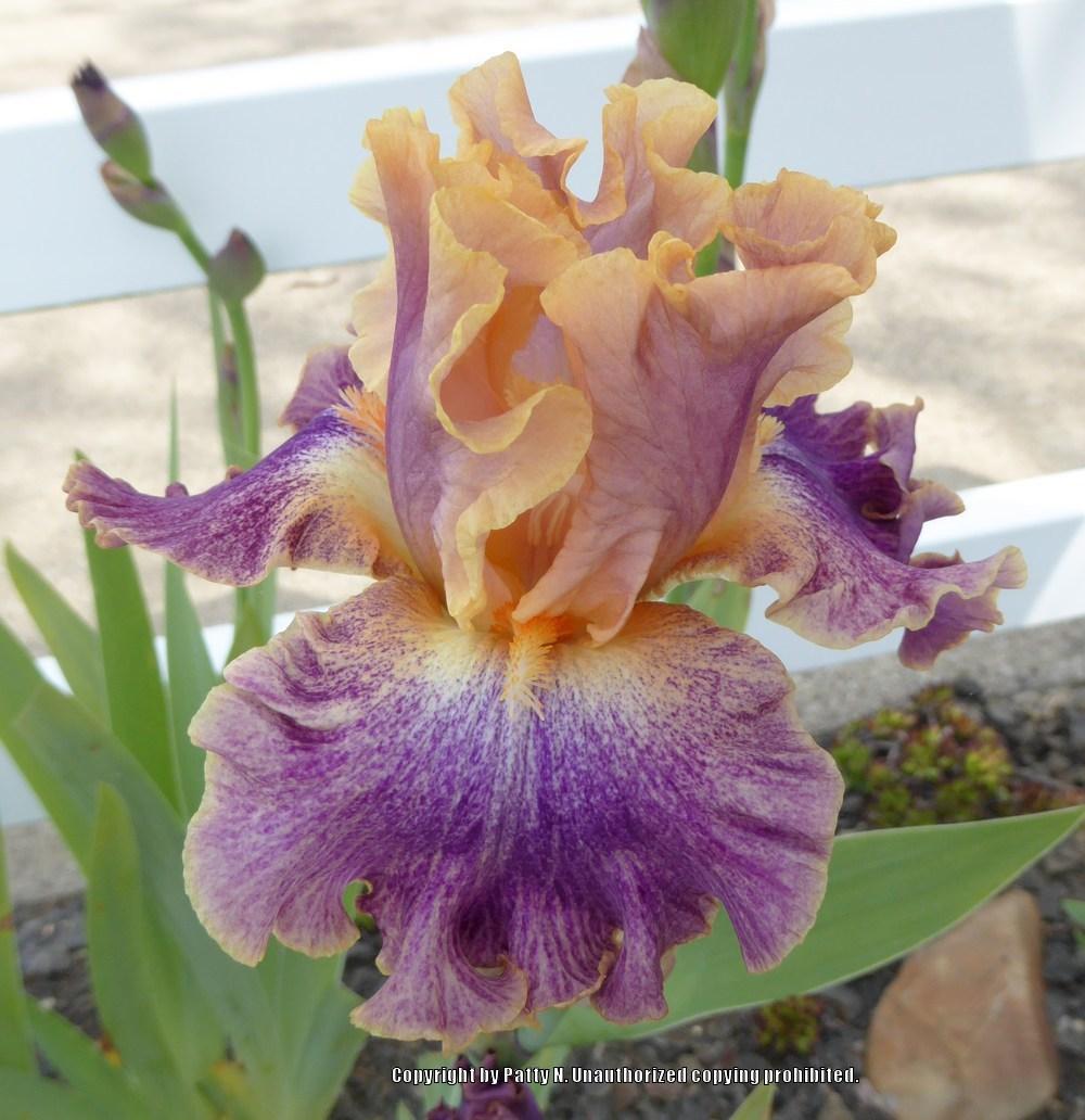Photo of Tall Bearded Iris (Iris 'Spendthrift') uploaded by Patty