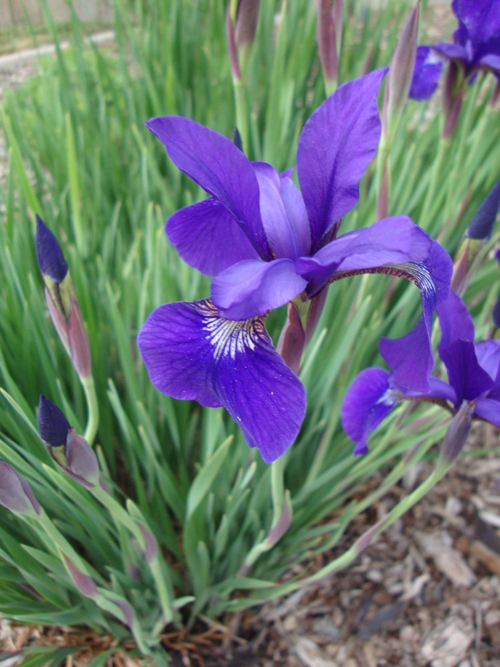 Photo of Siberian Iris (Iris 'Caesar's Brother') uploaded by Paul2032