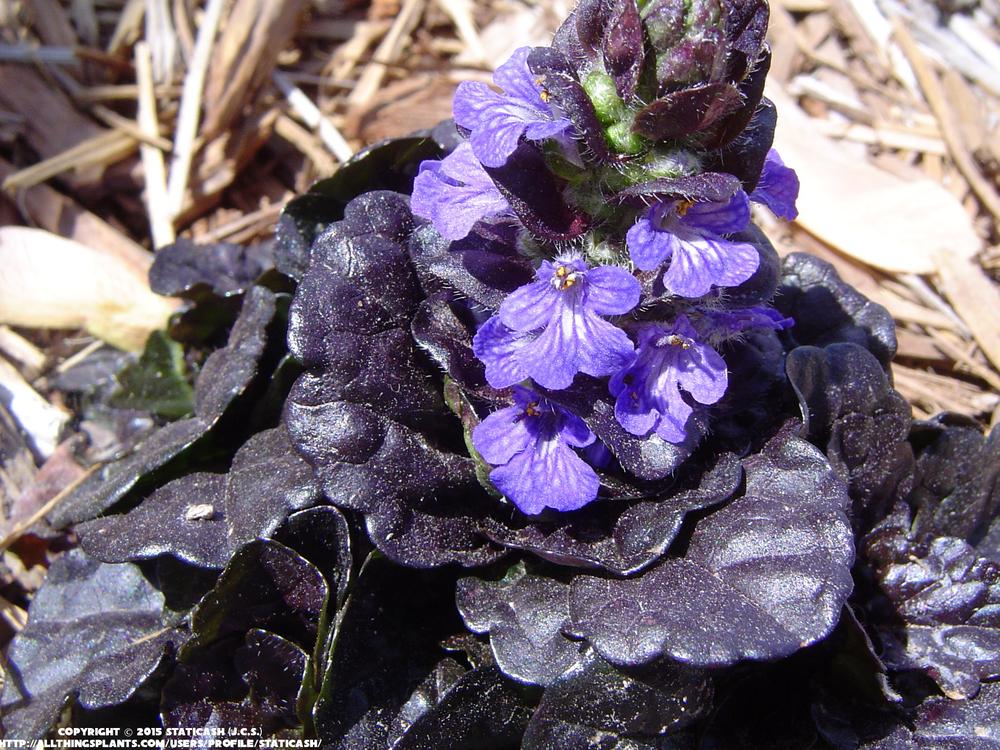 Photo of Bugleweed (Ajuga reptans Black Scallop™) uploaded by StaticAsh