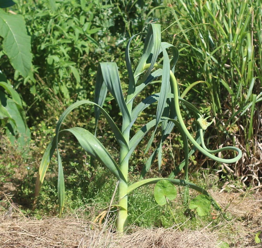 Photo of Elephant Garlic (Allium ampeloprasum) uploaded by dave