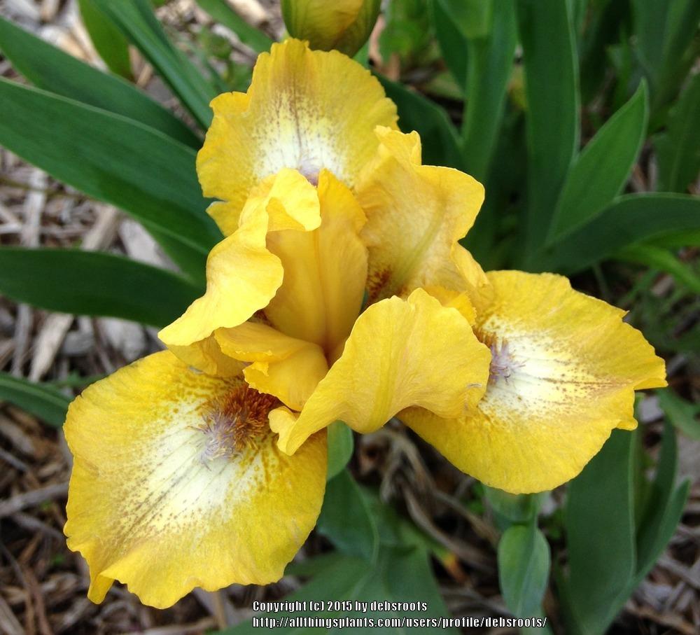 Photo of Standard Dwarf Bearded Iris (Iris 'Code Blonde') uploaded by debsroots