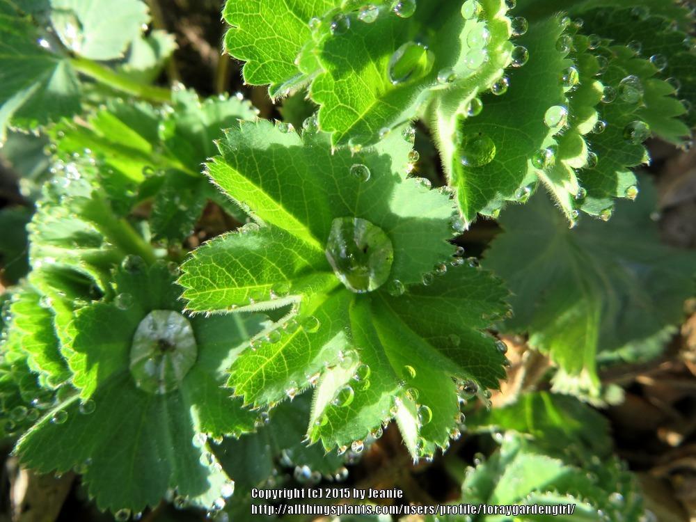 Photo of Lady's Mantle (Alchemilla mollis 'Thriller') uploaded by foraygardengirl