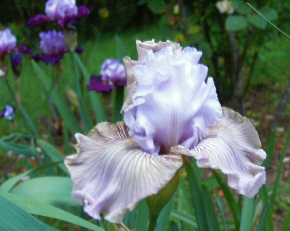 Photo of Tall Bearded Iris (Iris 'Tango Amigo') uploaded by janwax