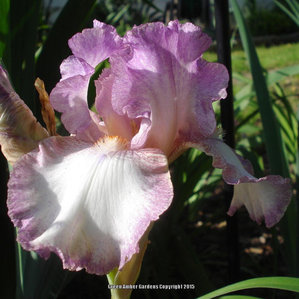 Photo of Tall Bearded Iris (Iris 'Striking') uploaded by lovemyhouse
