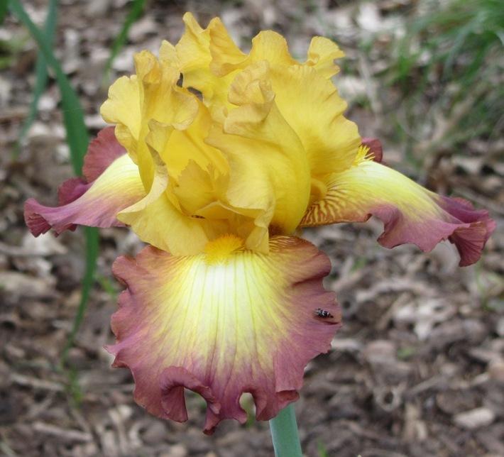 Photo of Tall Bearded Iris (Iris 'Added Color') uploaded by Bloombuddie